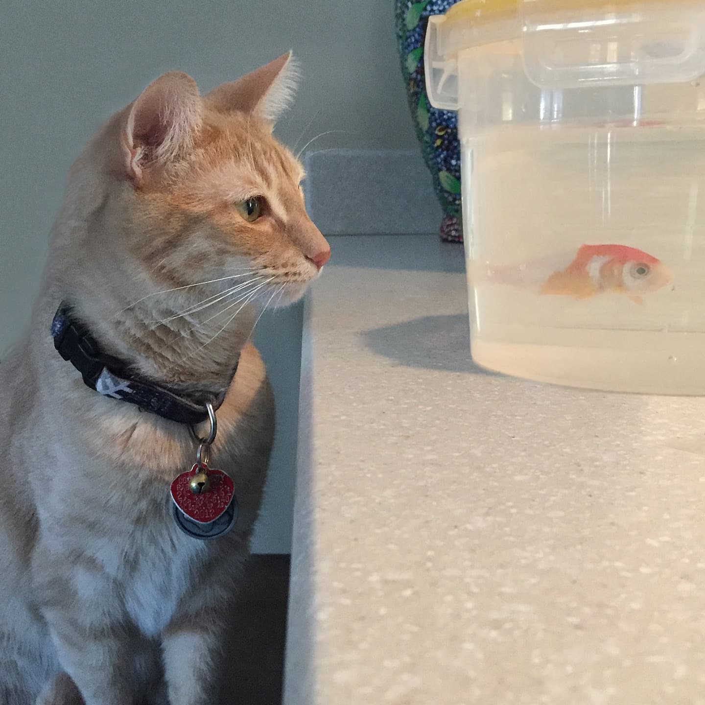 Family Pets