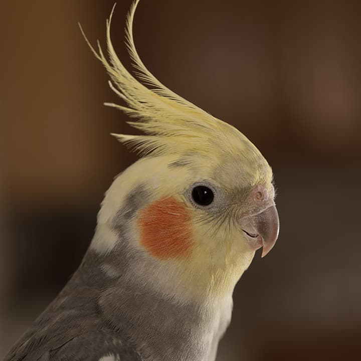 Family Pets