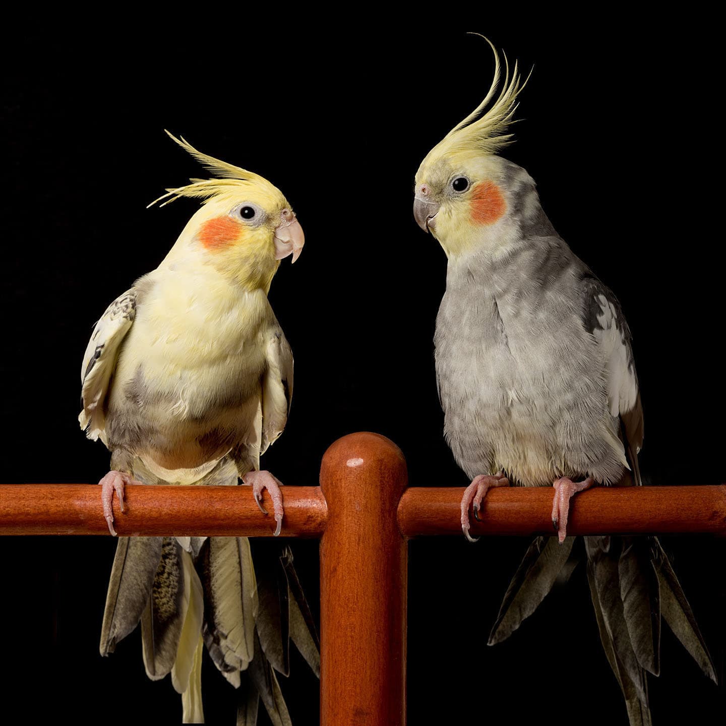 Family Pets